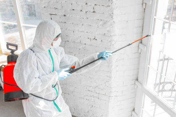 Why You Should Choose Our Mold Remediation Services in Warrenton, MO